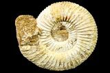Jurassic Ammonite (Perisphinctes) Fossil - Madagascar #161743-1
